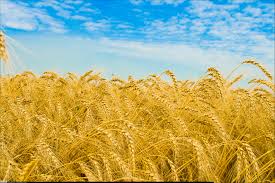 افزايش 14 درصدي توليد گندم در آذربايجان شرقي