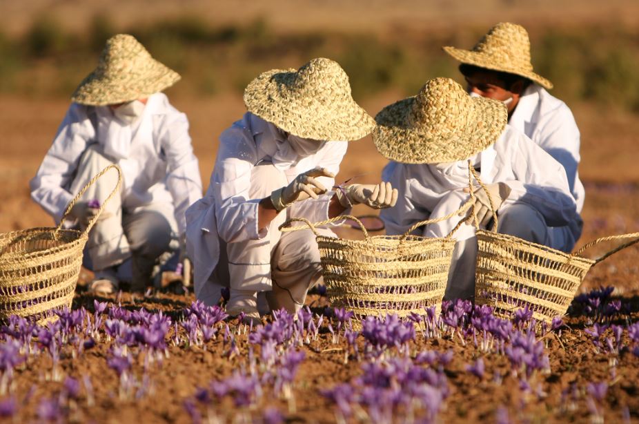 تاراج میراث سرخ ایران در بازارهای بین‌المللی