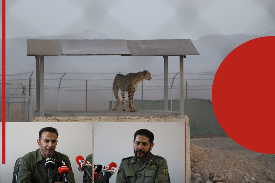 یوزپلنگ آسیایی در یک‌قدمی ‌انقراض!