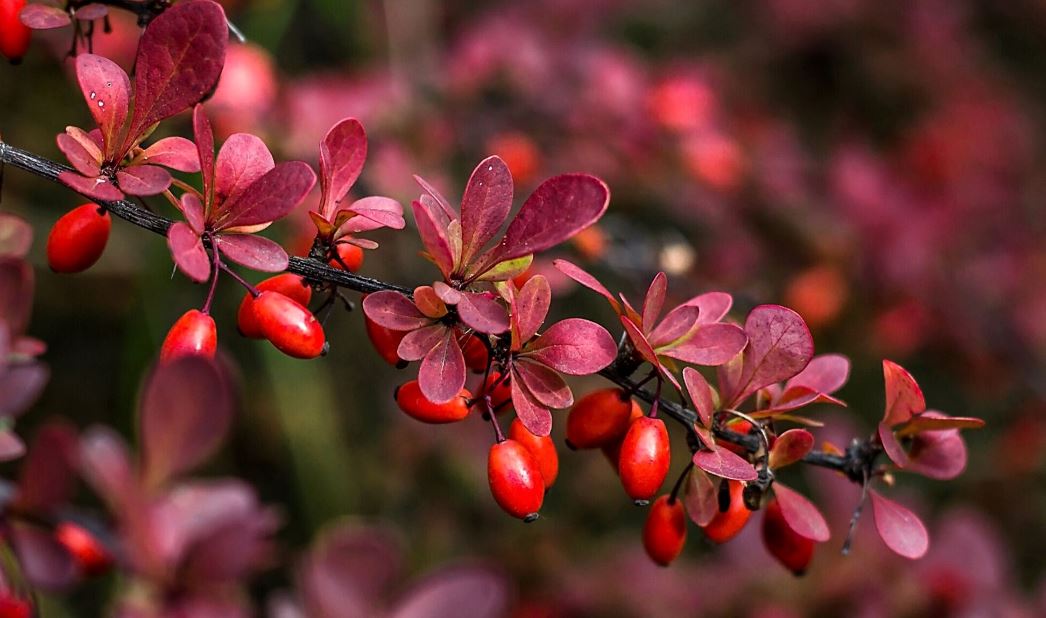 صادرات زرشک ایران به 16 کشور
