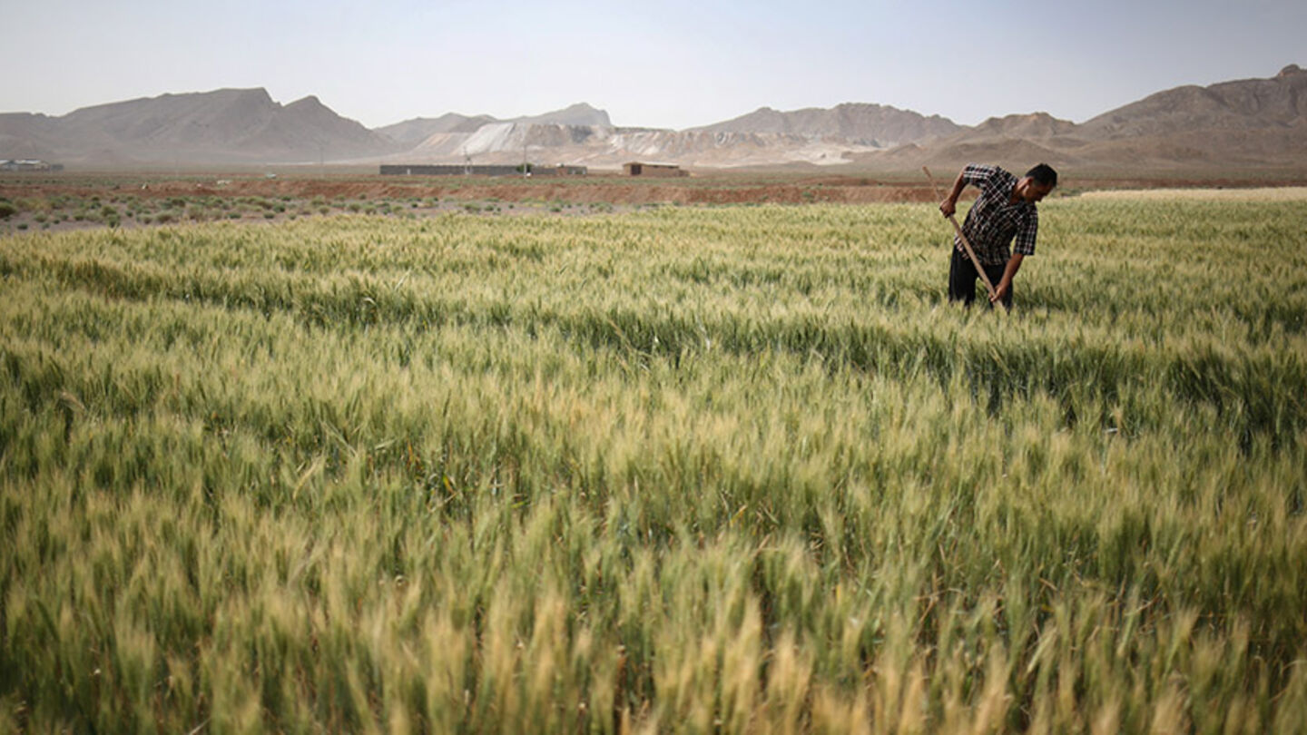 چرا تولید محصولات کشاورزی در ایران گران تمام می‌شود؟